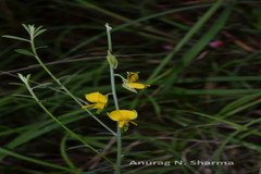 Crotalaria albida